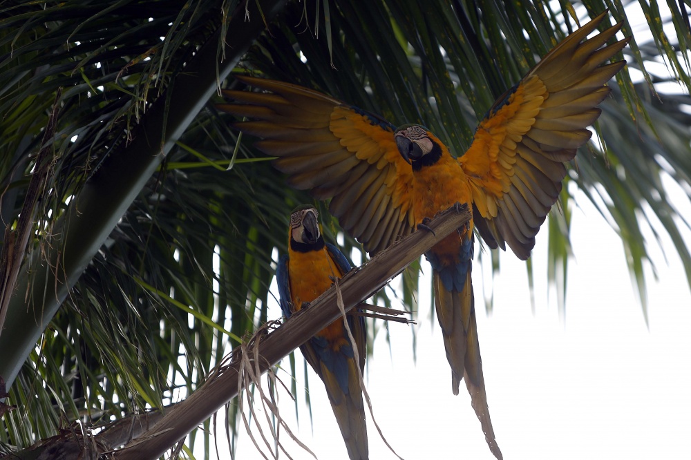 | Jonathan Campos/gazeta Do Povo