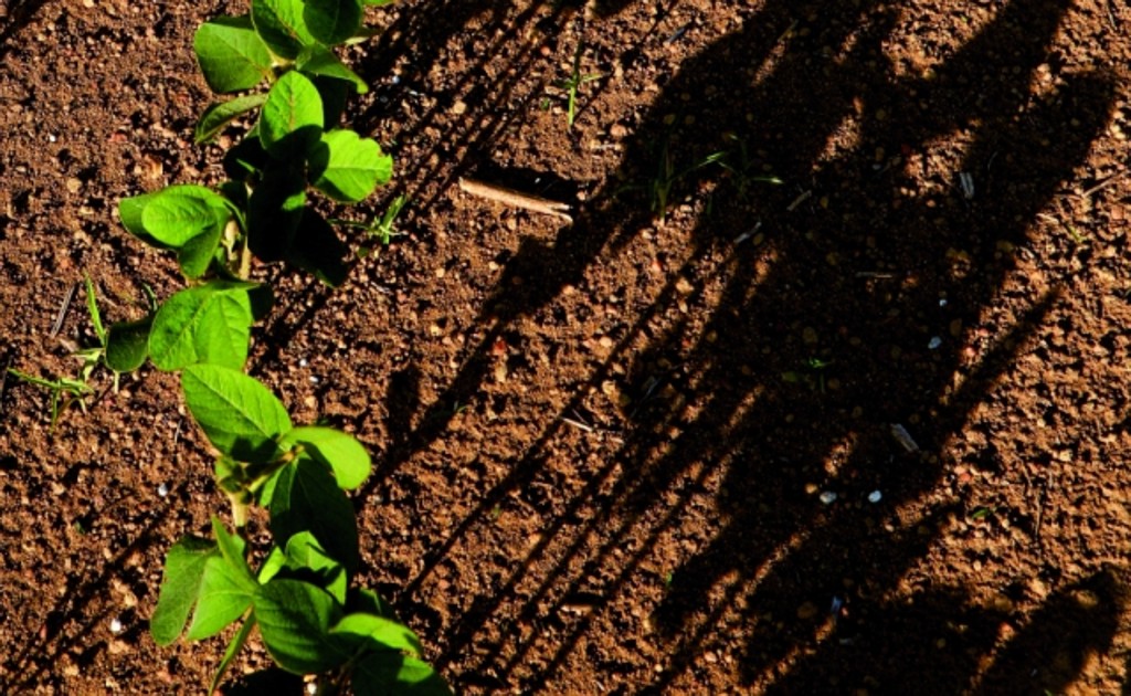 Solo arenoso e temperaturas de 40 grãos pareciam improdutivos até a chegada da soja Doko