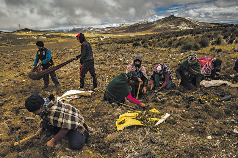 Trabalhadores colhem maca; tubérculo, considerado afrodisíaco, tem atraído ao Peru compradores chineses com malas cheias de dinheiro | Meridith Kohut/The New York Times