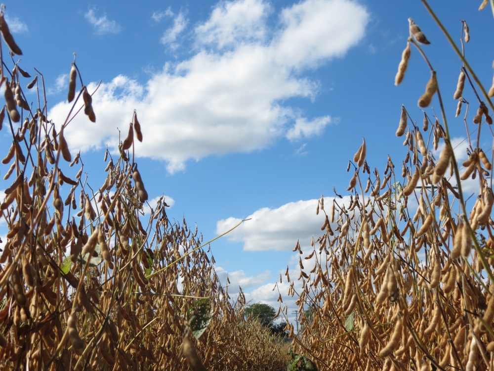 Mercado pode forçar encolhimento das lavouras norte-americanas após superprodução. | Foto: Josa© Rocher/gazeta Do Povo