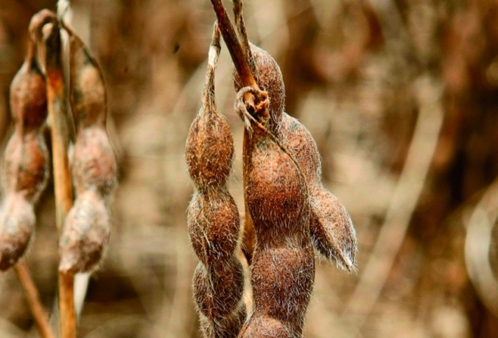 Vagem de quatro grãos: inovação tecnológica no campo e símbolo de superação.