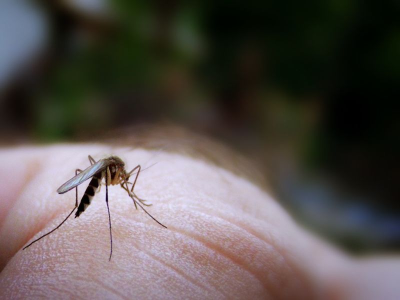 Os mosquitos podem transmitir várias doenças, como dengue, malária e leishmaniose | sxc.hu