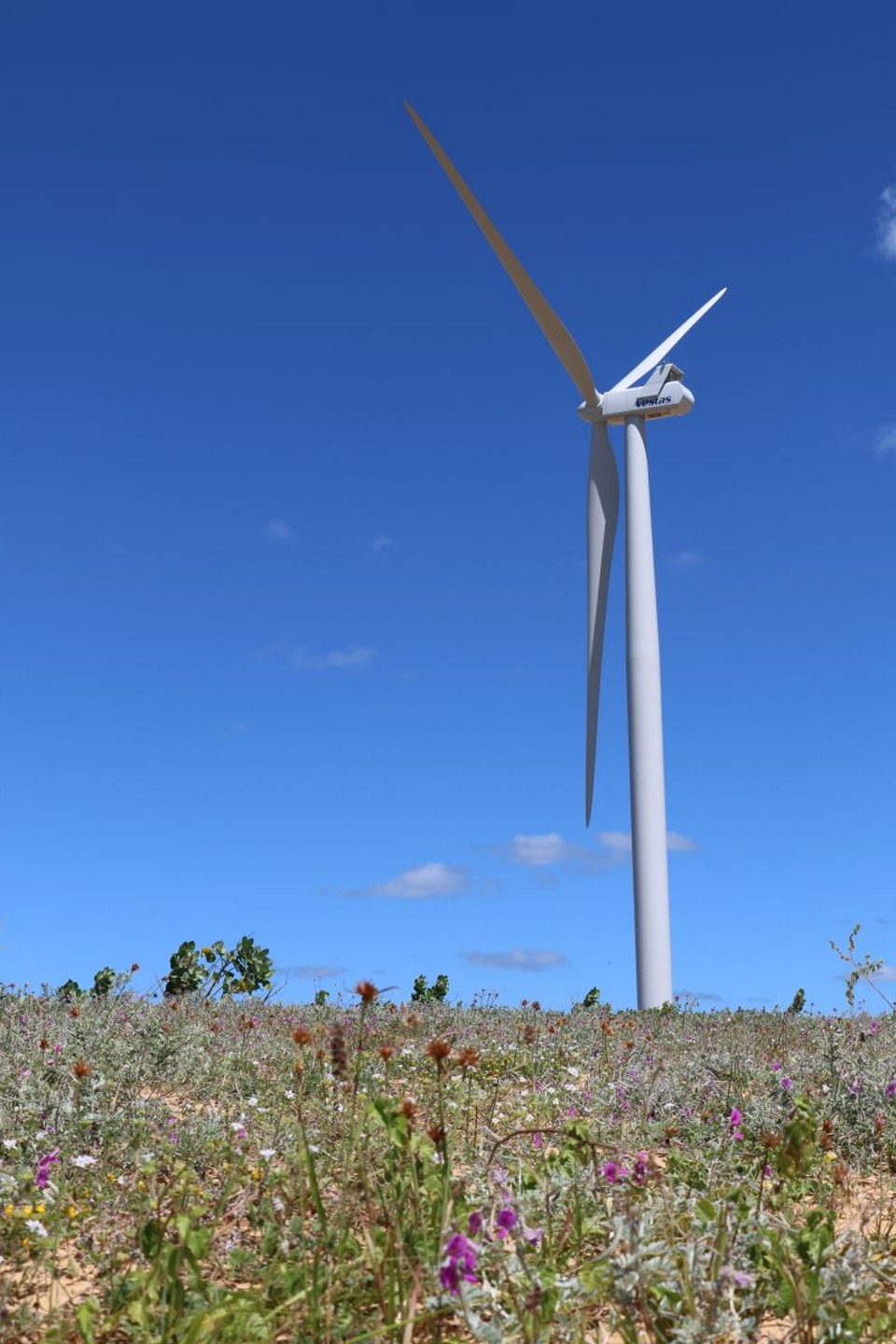 Energia éolica se tornou a segunda fonte mais competitiva do país | Divulgação
