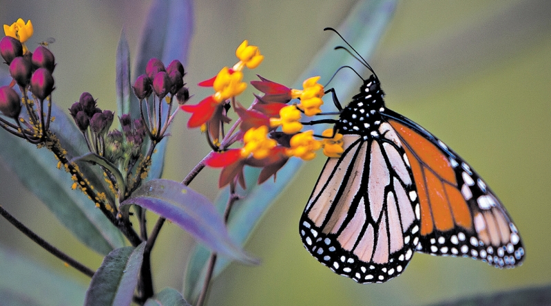 Tentando salvar as borboletas-monarcas, conhecidas por sua migração épica | Stephen Morton para The New York Times