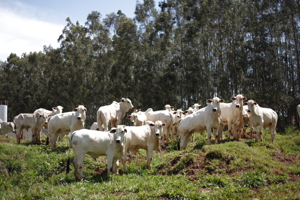 Agronegócio paranaense investe menos em pecuária que na média nacional. | Foto: Jonathan Campos/gazeta Do Povo