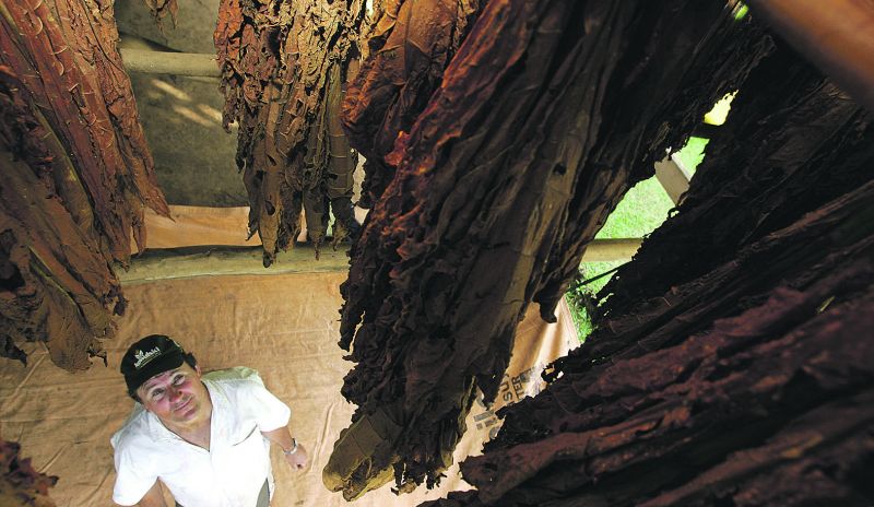 Amilton Viniski deixa de lado o fumo e alcança margem de lucro de 65% no cultivo de feijão em Ipiranga | Josue Teixeira / Gazeta Do Povo