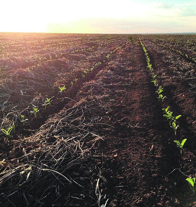 No Piauí, umidade ainda está se regularizando |