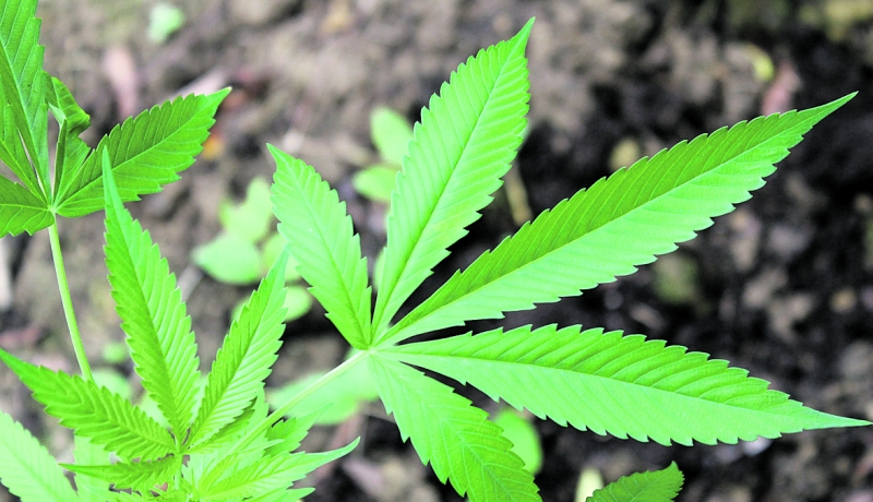 Mal de Parkinson está entre as doenças que poderiam ter efeitos colaterais combatidos pela cannabis | Maj. Will Cox/U.S. Army