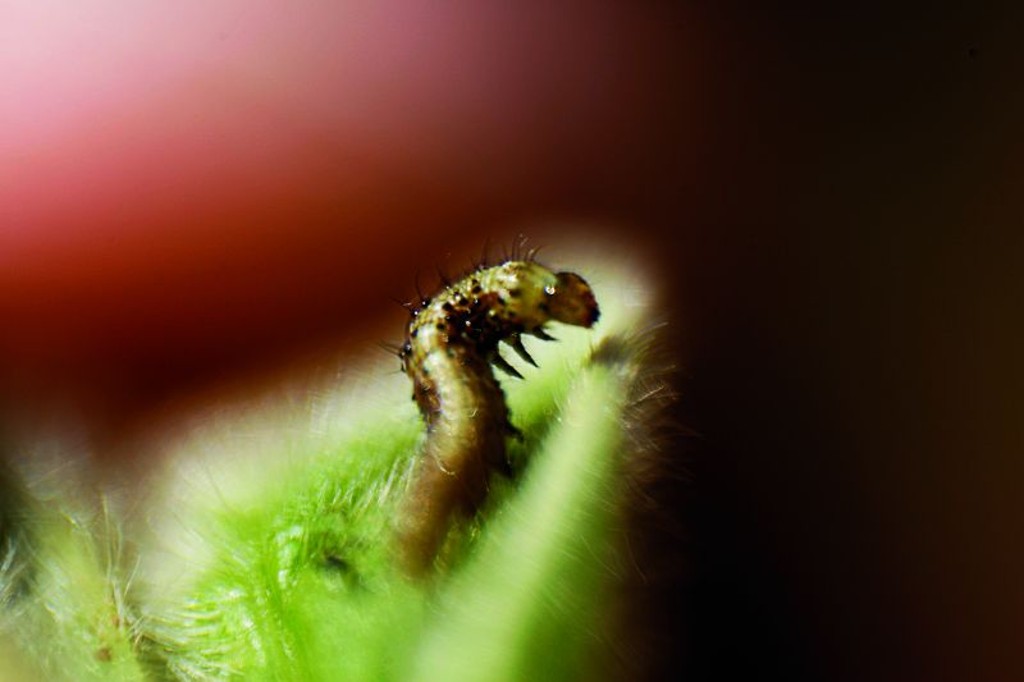 A lagarta Helicoverpa armigera elevou gastos com pulverizações em até R$ 200 por hectare, o equivalente a 3,5 sacas de soja