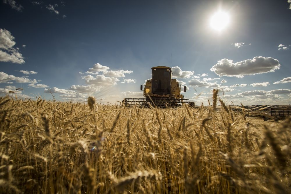 Quebra no Rio Grande do Sul nem leilões públicos foram suficientes para elevar preços a R$ 33,5, valor mínimo necessário para cobrir custos. | Foto: Marcelo Andrade/gazeta Do Povo