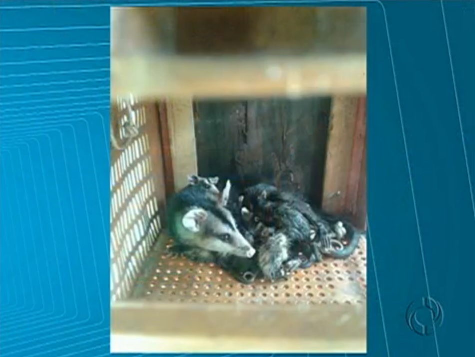 A ninhada de gambás foi retirada pela Polícia Ambiental | Reprodução / RPCTV