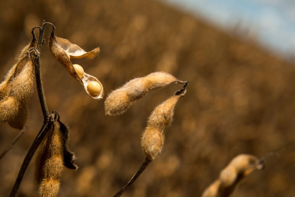 Plantações do Sul vem sendo privilegiadas pelo clima nas últimas semanas. | Foto: Marcelo Andrade/gazeta Do Povo