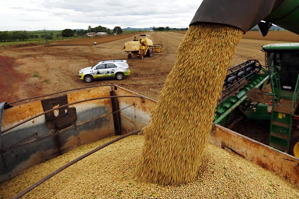 Produtividade em áreas replantadas chega a 52 sacas por hectare. | Albari Rosa/gazeta Do Povo