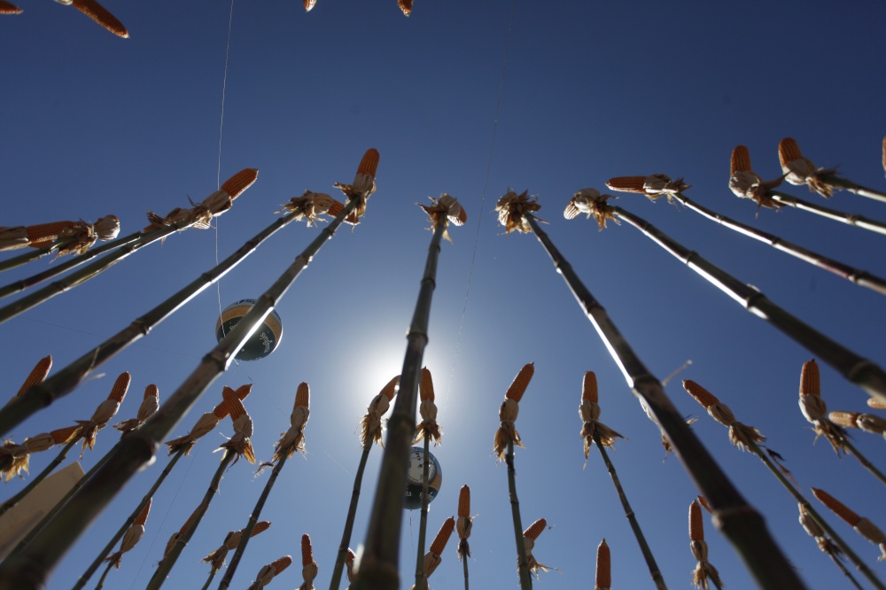Instituto projeta aumento tanto de área quanto de produtividade para esta safra de verão. | Foto: Jonathan Campos/gazeta Do Povo