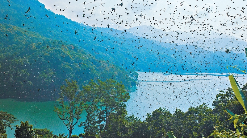 No outono, milhões de falcões passam pela Índia, indo da Rússia para a África | Sreenivasan/Conservation India