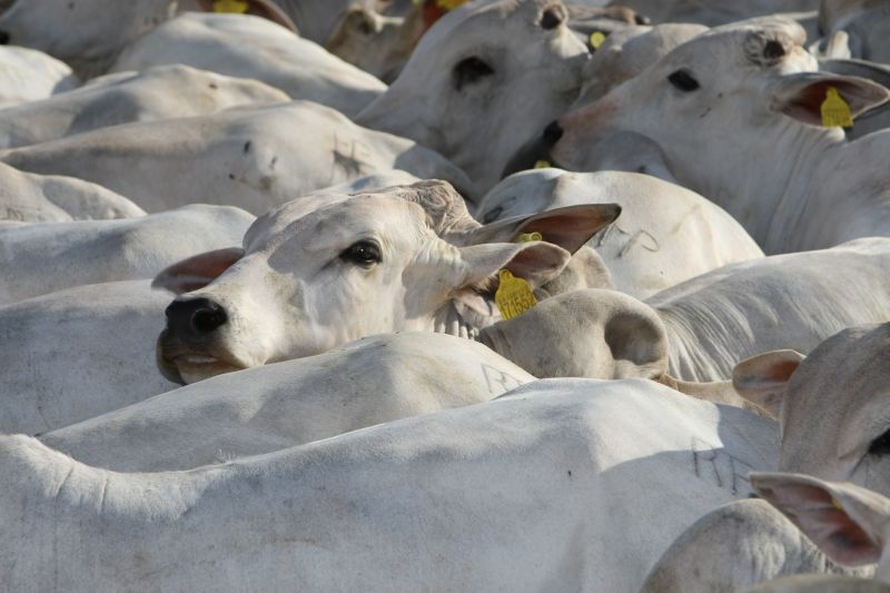 Carne bovina rende mais, mas não compensa recuo da soja. | Antonio Costa/gazeta Do Povo