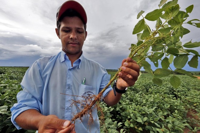 Plantas estão até 30 centímetros mais baixas em áreas arenosas ainda não reestruturadas, mostra o técnico Leandro Fernandes. |