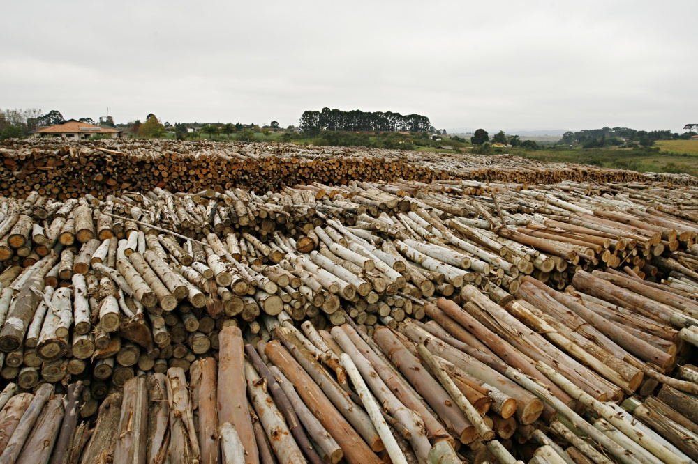 Oleaginosa domina exportações para China, mas produtos florestais esquentam relação com EUA. | Foto: Josua© Teixeira/gazeta Do Povo