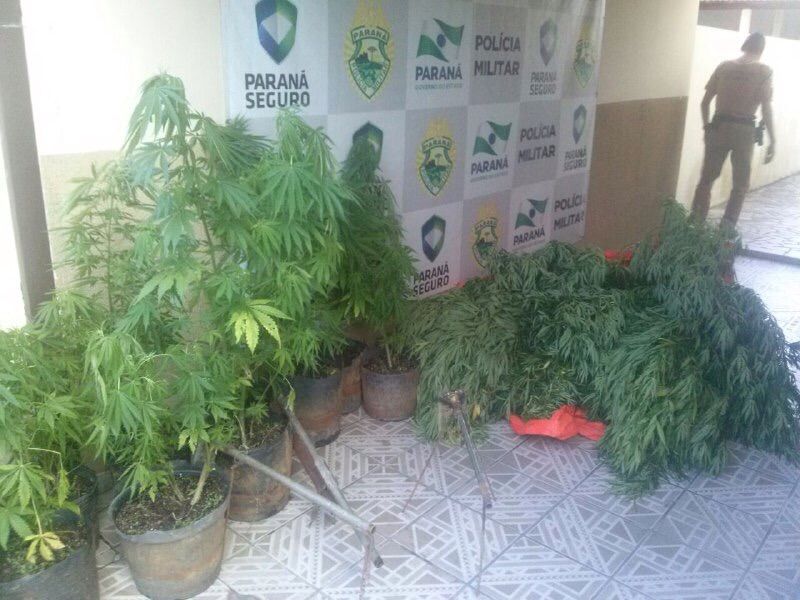 Casal cultivava pés de maconha em área livre e também em estufa | Polícia Militar do PR/ Divulgação