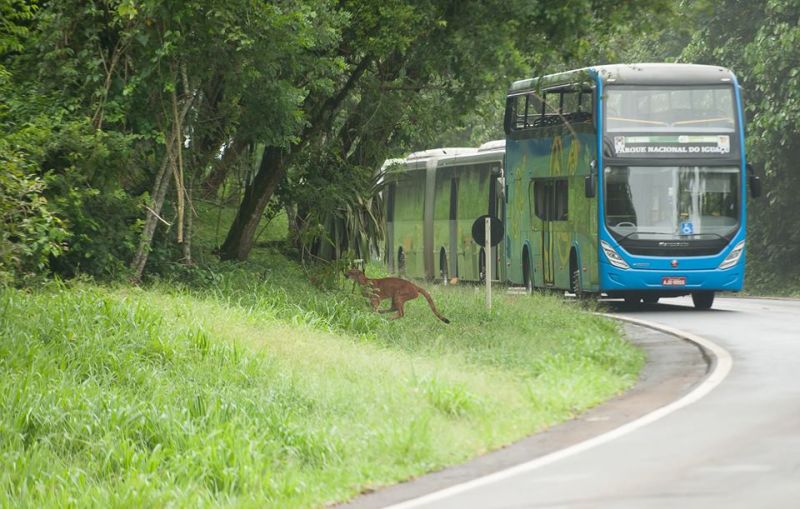 Animal surgiu na principal rota de acesso às Cataratas | Polícia Ambiental/Divulgação