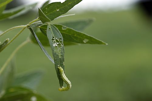 | Albari Rosa / Gazeta Do Povo