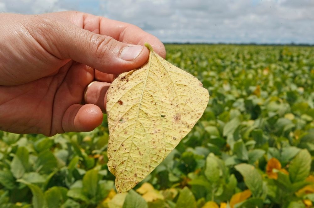 Doença causada por fungo pode provocar quebra de um terço da colheita caso não seja controlada preventivamente. | Foto: Hugo Harada/gazeta Do Povo