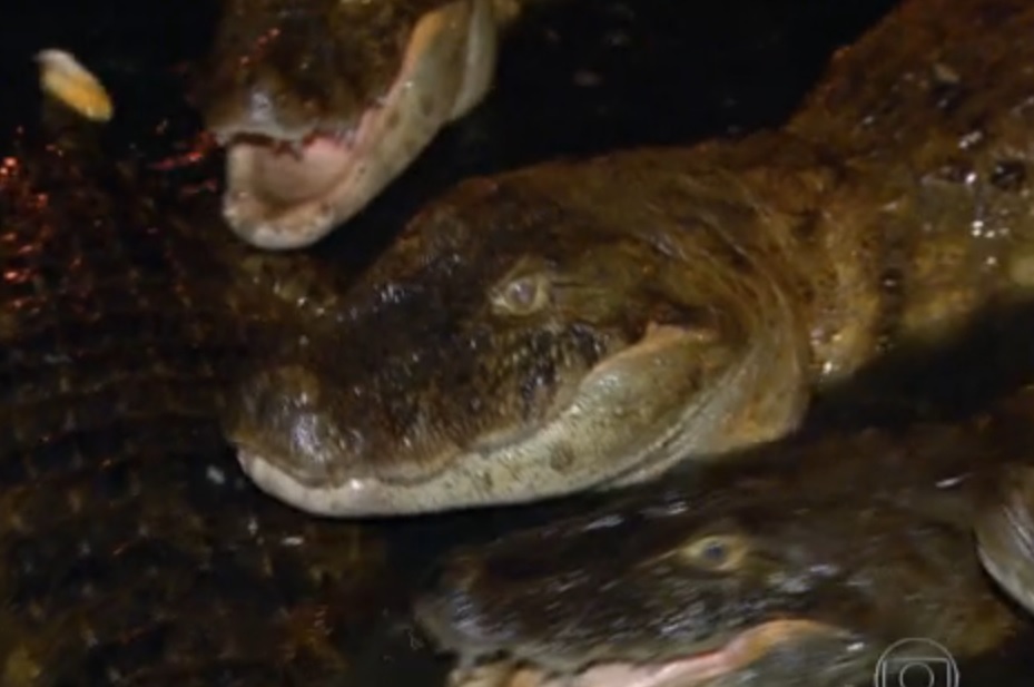 | Reprodução / TV Globo