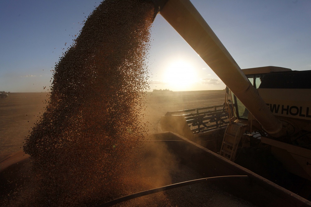 Oeste do estado começa a colher safra de recuperação na oleaginosa. | Foto: Jonathan Campos/gazeta Do Povo