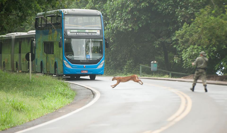 Onça parda atravessa trecho da trilha das Cataratas do Iguaçu em direção à mata | Divulgação/Polícia Ambiental
