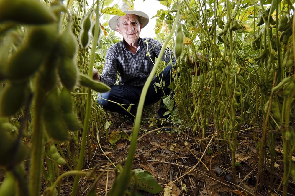 Produtor Elso Pozzobon em área que deve ficar pronta para a colheita em fevereiro. | Foto: Albari Rosa/gazeta Do Povo