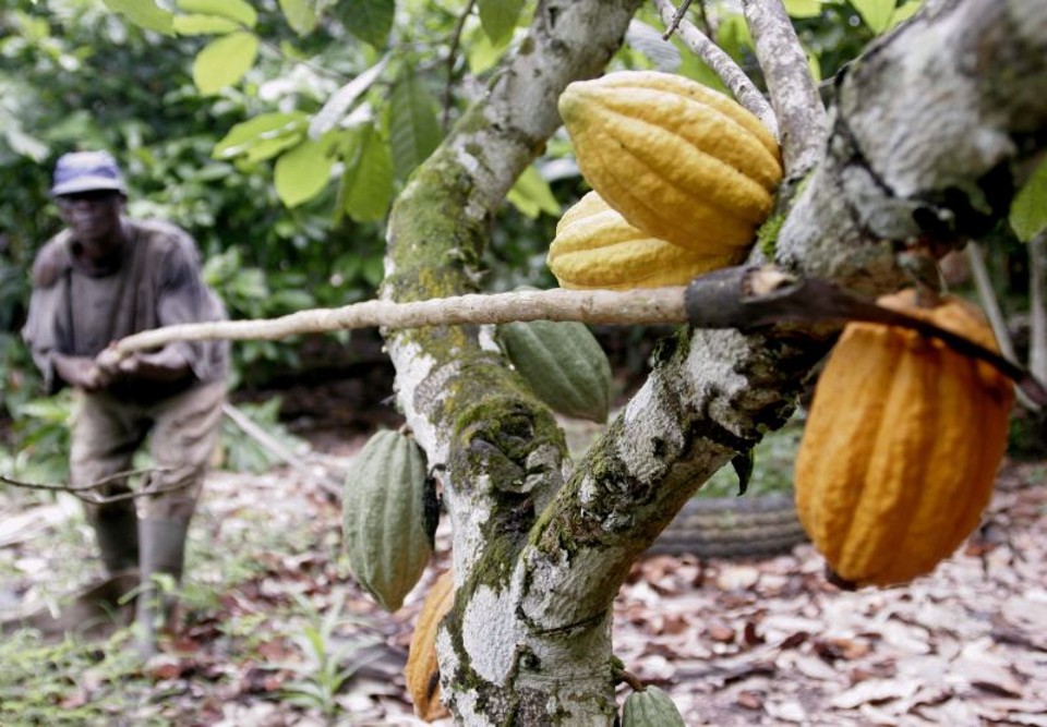 Agricultor trabalha em fazenda de cacau na Costa do Marfim: preços do doce aumentaram 7,4% em 2014 após problemas no cultivo na África do Sul | Thierry Gouegnon/Reuters