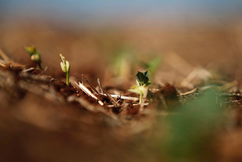Produção de alimentos como o feijão não tem sido suficiente para garantir desenvolvimento em parte da região central do Paraná. | Foto: Jonathan Campos/gazeta Do Povo