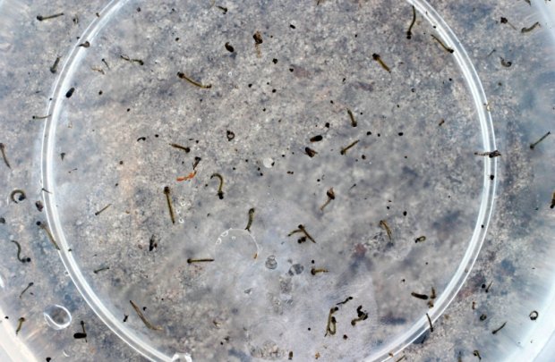 Aedes aegypti também é o transmissor da febre chukungunya | Arquivo/Gazeta do Povo