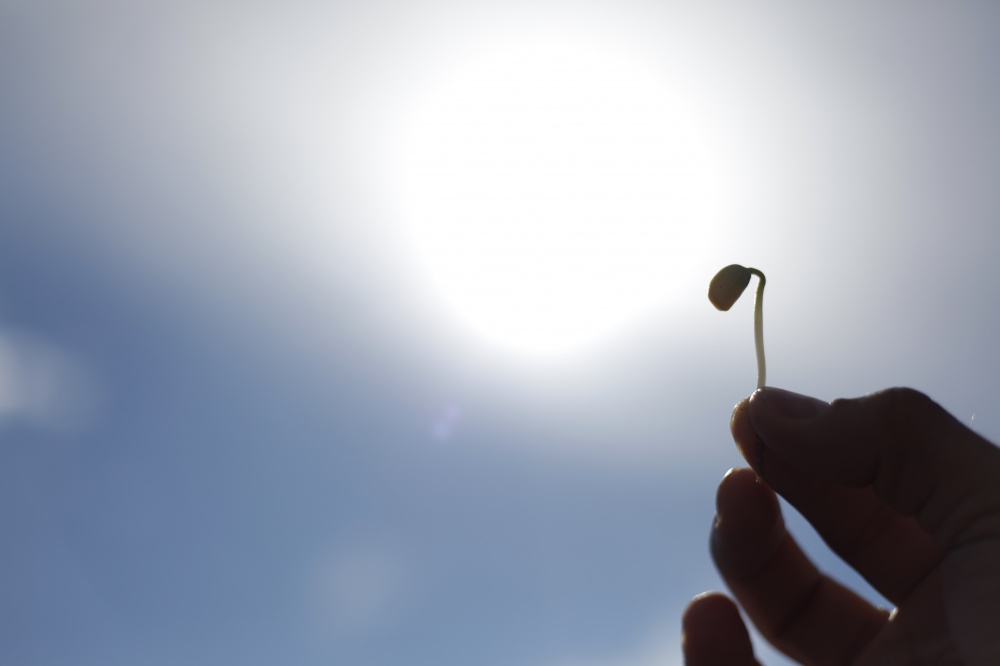 Recursos para o plantio de 2015/16 devem ser definidos até junho. | Foto: Jonathan Campos/gazeta Do Povo