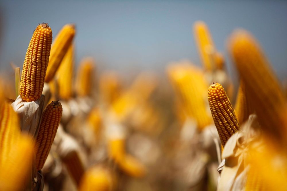 Produção em fartura reduz cotações e preços baixos favorecem aumento na demanda por carnes. | Foto: Jonathan Campos/gazeta Do Povo