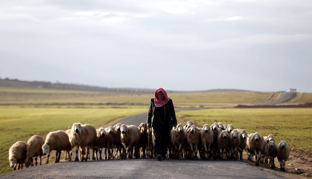 Pastor caminha ao lado das suas ovelhas em estrada na fronteira da Síria com a Turquia. A região acaba de ficar livre de jihadistas após combate das forças curdas contra soldados do Estado Islâmico | EFE/SEDAT SUNA