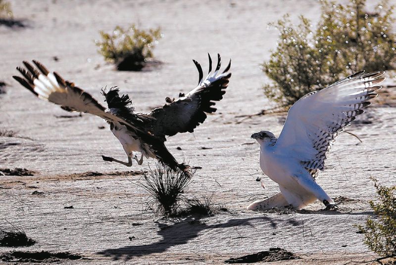 Um falcão, à esquerda, tentando apanhar um Chlamydotis undulata durante um evento de falcoaria nos Emirados Árabes | Karim Sahib/Agence France-Presse Getty Images