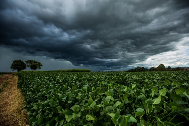 Chuvas em boa quantidade nos final do dia são garantia de alta produtividade nas lavouras de soja. Foto Brunno Covello | 