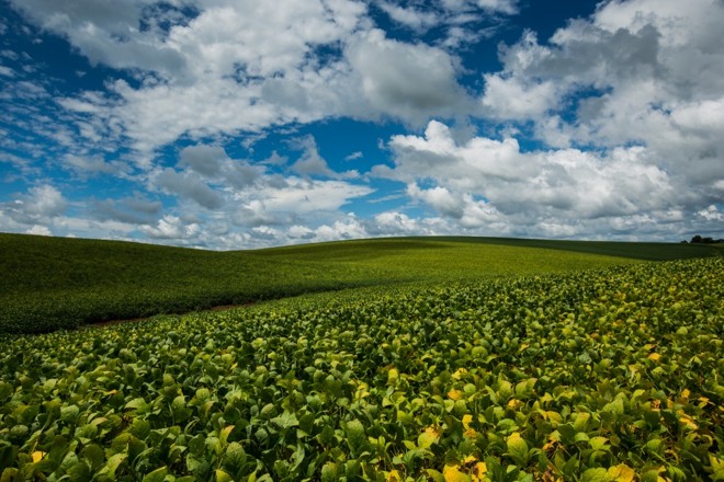 Lavouras de soja do estado estão em ótimo estágio de maturação. Colheita irá ganhar força a partir do dia 20 de março. Foto Brunno Covello | 