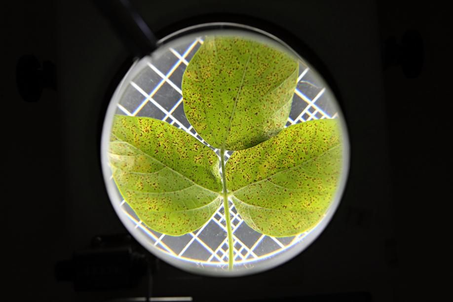 Número de ocorrências mais que dobrou em janeiro, com retorno das chuvas. | Foto: Albari Rosa/gazeta Do Povo