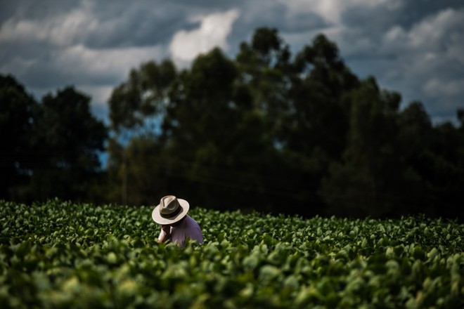 Mesmo com fase do desenvolvimento do grão quase terminado, produtor não dispensa cuidados com a lavoura. Foto Brunno Covello | 