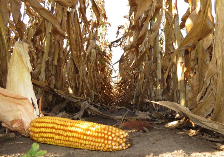 Produção menor deve fazer com que o estoques diminuam. | Foto: Josa© Rocher/gazeta Do Povo