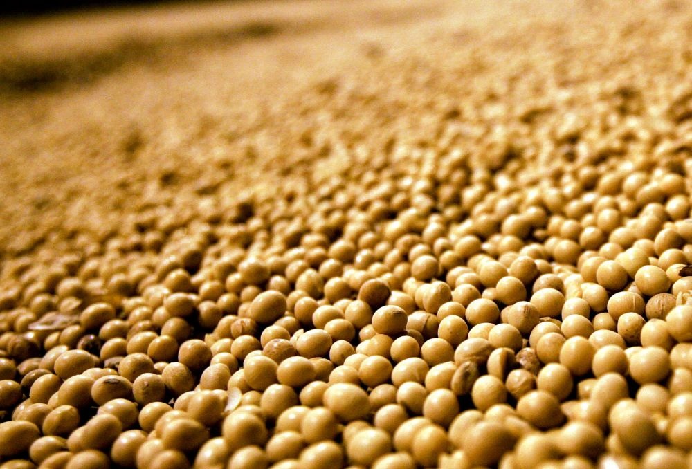 Quase 40% dos estoques finais vão estar nas mãos dos argentinos em 2014/15. | Arquivo