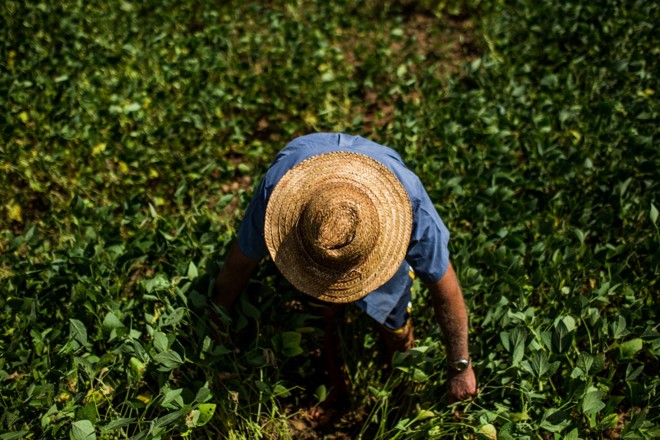 Produtor vistoria lavoura de soja. Mas uma boa chuva nos próximos dias é garantia de alta produtividade. Foto Brunno Covello | 