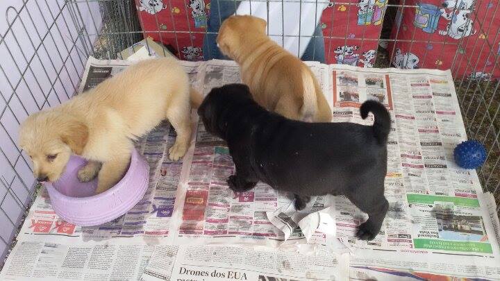 | Divulgação/Rede proteção Animal Curitiba