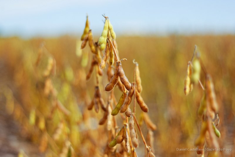 Nova tecnologia tem ganhado espaço nas lavouras do estado de Goiás. | Daniel Castellano / Gazeta Do Povo