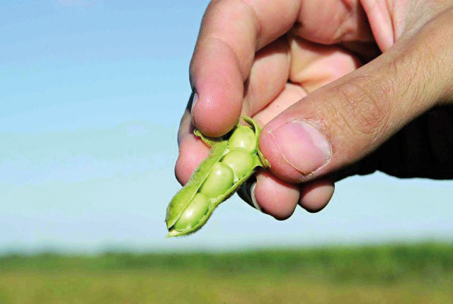 Tecnologia contida nas sementes , que amplia o interesse do produtor, evolui no controle de pragas e na reação ao estresse hídrico | Hedeson Alves/gazeta Do Povo