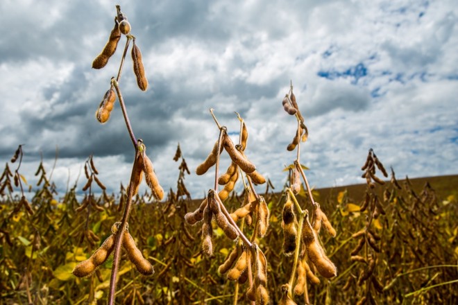 De acordo com dados levantados pela equipe da Expedição Safra, Rio Grande do Sul terá uma ótima safra de soja. Foto Brunno Covello | 