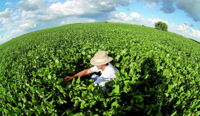 Colheita estimada em 96 milhões de toneladas em 2014/15 pode ser 30% maior com avanço de 1 mil quilos por hectare na produtividade, sem ampliação da área |