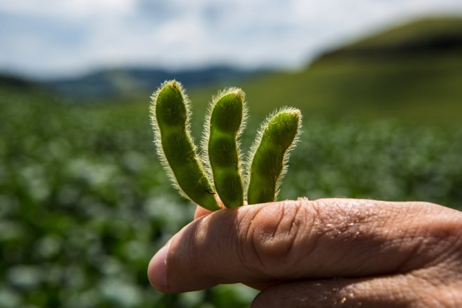 Vagens com bom enchimento são garantia de boa safra no terceiro maior produtor de soja do país. Foto Brunno Covello | 